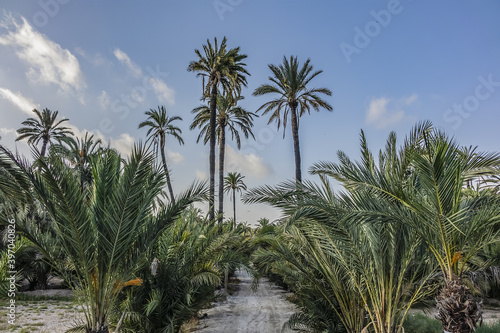 Spain city of Elche  Elx  is famous for the palm tree forests. Palmeral of Elche  or Palm Grove of Elche  about 70 000 palms  - the most southern palm grove in Europe. Elche  Spain.