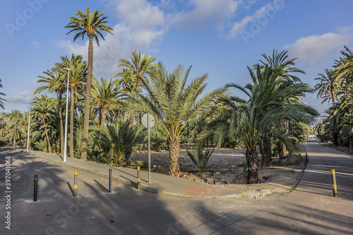Spain city of Elche  Elx  is famous for the palm tree forests. Palmeral of Elche  or Palm Grove of Elche  about 70 000 palms  - the most southern palm grove in Europe. Elche  Spain.