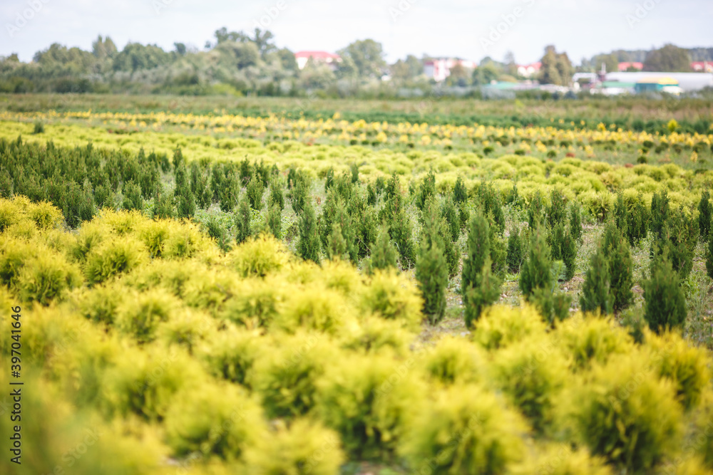 plantation of young conifers in greenhouse with a lot of plants plantation of young conifers in greenhouse with a lot of plants