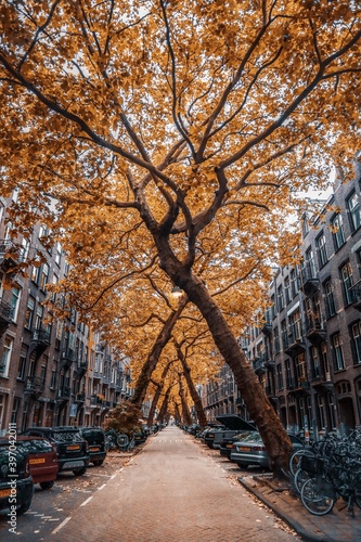 Leaning Trees in Amsterdam City - Holland 