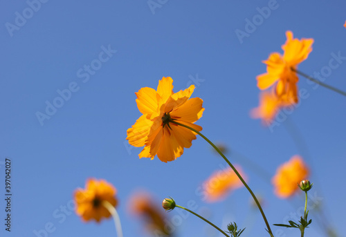 Fototapeta Naklejka Na Ścianę i Meble -  yellow flower on blue sky background