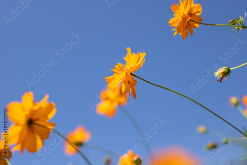 yellow flowers on blue sky background