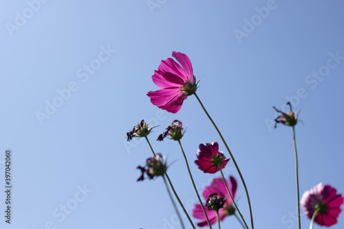 flowers and sky