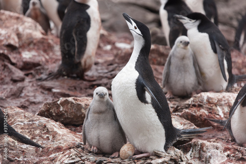 South Orkney chinstrap penguin with cub close-up on a cloudy winter day