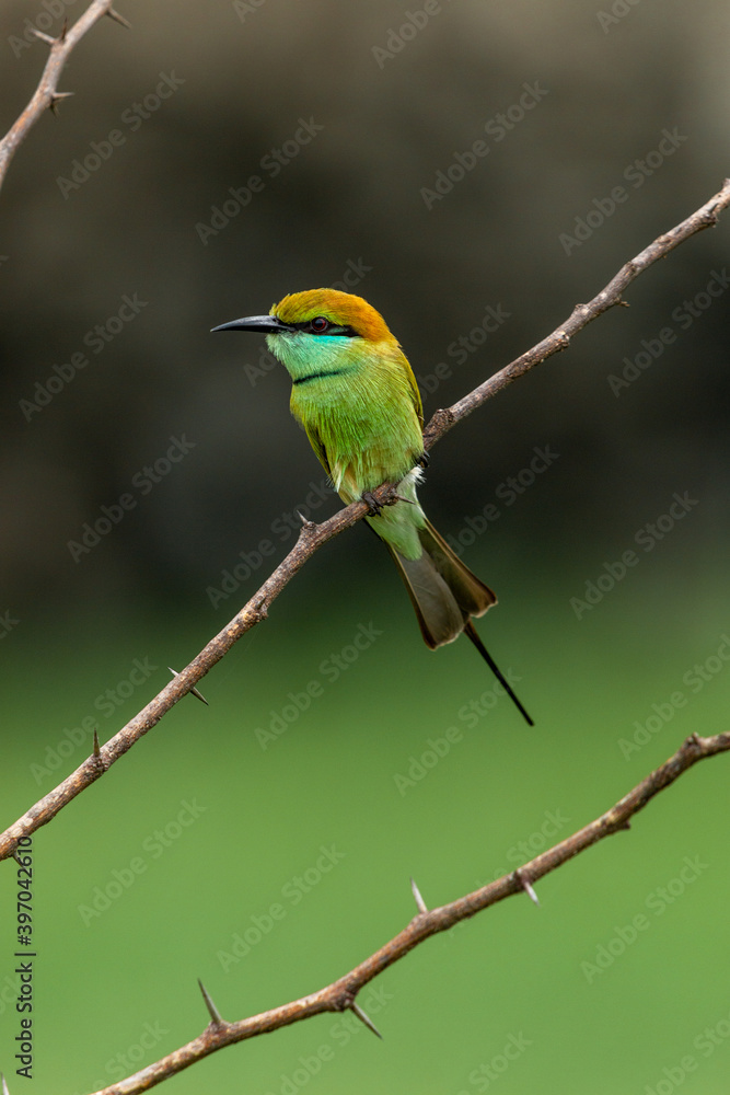 Obraz premium Green bee eater_Merops orientalis