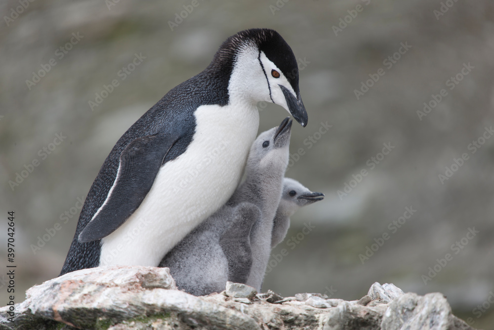 Fototapeta premium South Orkney chinstrap penguin with cub close-up on a cloudy winter day