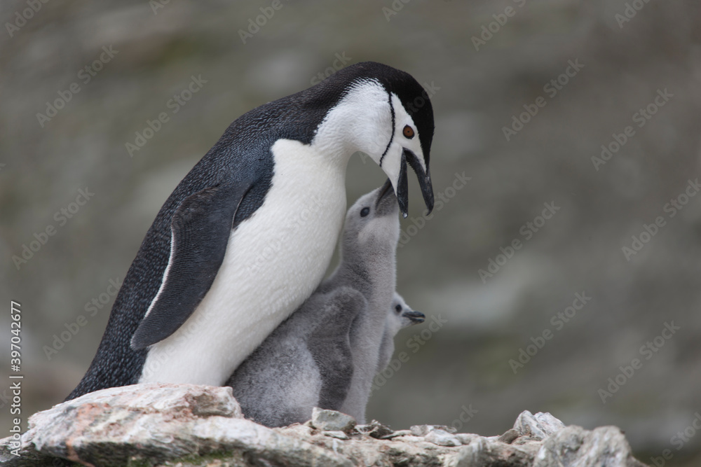 Obraz premium South Orkney chinstrap penguin feeding a cub close-up on a cloudy winter day