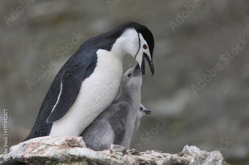 South Orkney chinstrap penguin feeding a cub close-up on a cloudy winter day