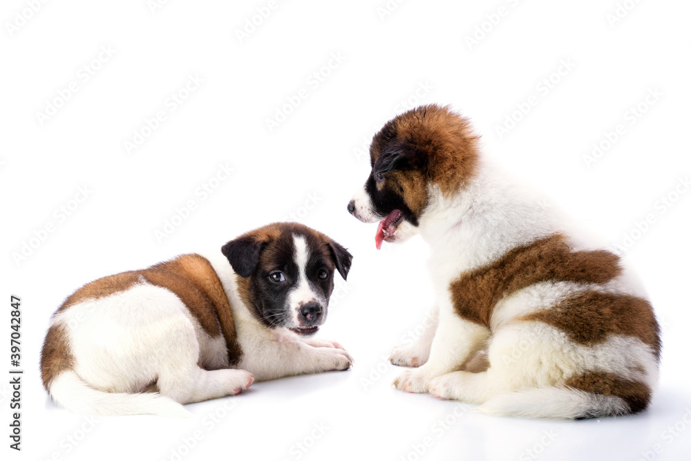 Two puppies with white and brown fur are healthy and strong, with beautiful soft hair on a white background.