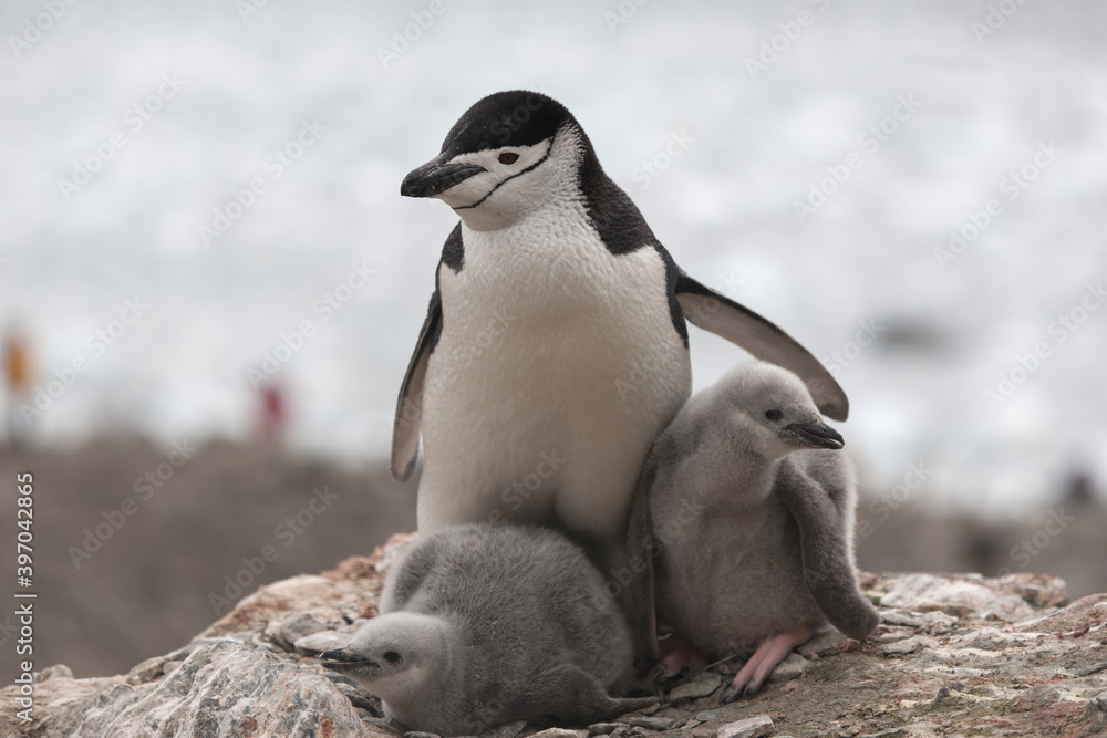 Fototapeta premium South Orkney chinstrap penguin with cub close-up on a cloudy winter day