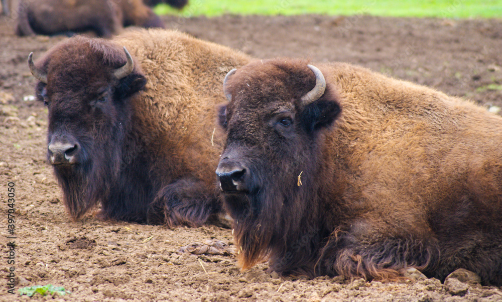 Two american bison chilling at the safari.