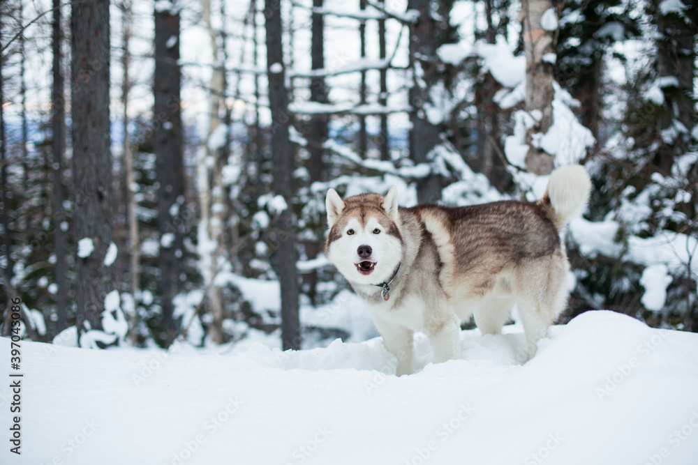 Portrait of red and white siberian husky in the winter snowy forest. Portrait of red and white siberian husky in the winter snowy forest.
