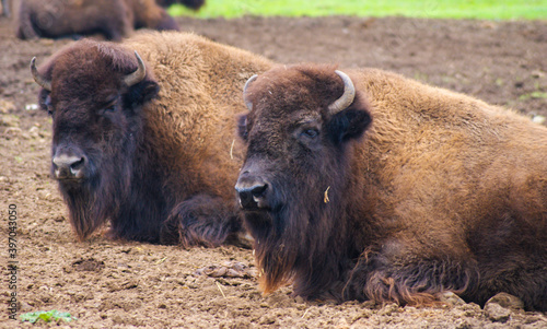 Two american bison chilling at the safari.