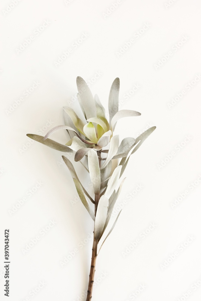 Fototapeta premium exotic flower close up isolated on white background neutral color. Poster
