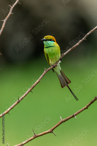 Green bee eater_Merops orientalis