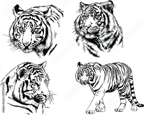Fototapeta Naklejka Na Ścianę i Meble -  set of vector drawings on the theme of predators tigers are drawn by hand with ink tattoo logos