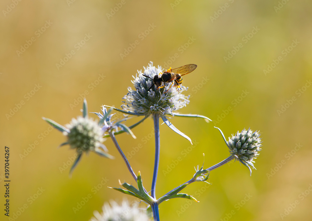 wasp collects nectar and pollen on Blue thistle flowers or blue eryngo or flat sea holly in summer day. Natural background. Selective focus wasp collects nectar and pollen on Blue thistle flowers or blue eryngo or flat sea holly in summer day. Natural background. Selective focus