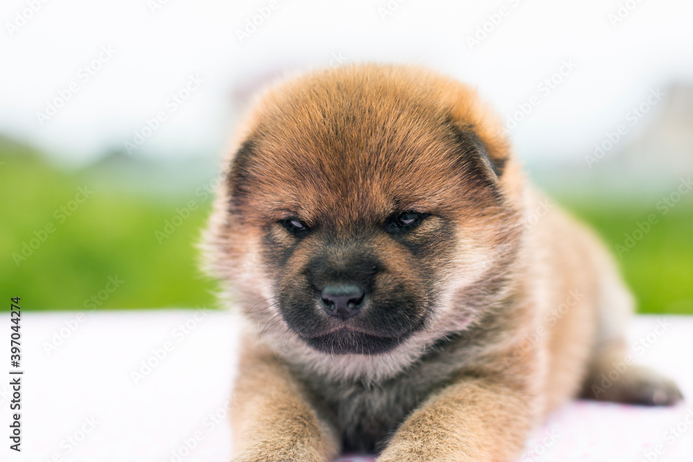 Close-up Portrait of serious and lovely two weeks old puppy breed shiba inu lying on the table Close-up Portrait of serious and lovely two weeks old puppy breed shiba inu lying on the table