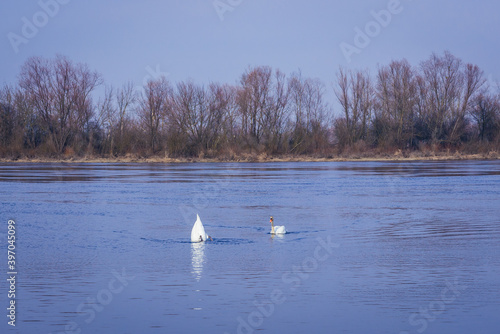 Two mute swans on the River Narew in Mazovia Province of Poland, view near Nowy Dwor Mazowiecki town