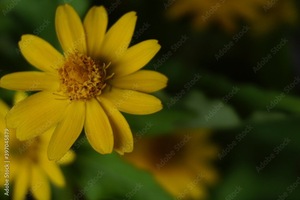 flower in garden flower in garden