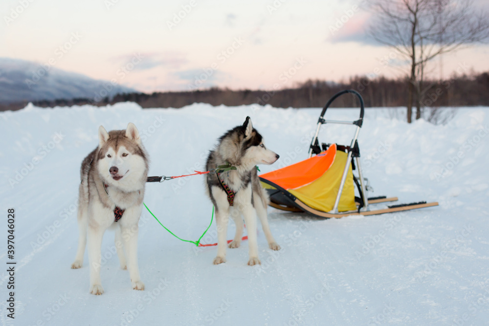 Siberian husky dogs are ready to sledding