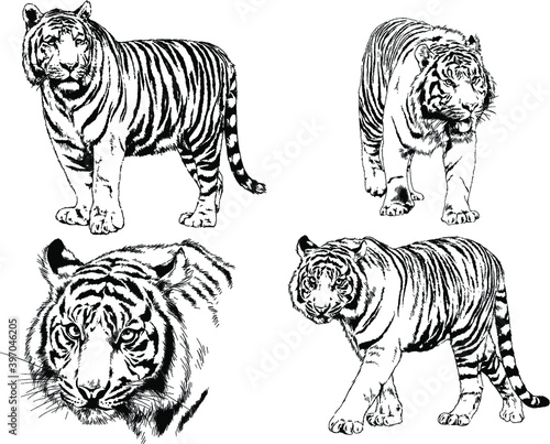 a set of vector drawings of various predators   tigers and lions  drawn in ink by hand  realistic for the logo