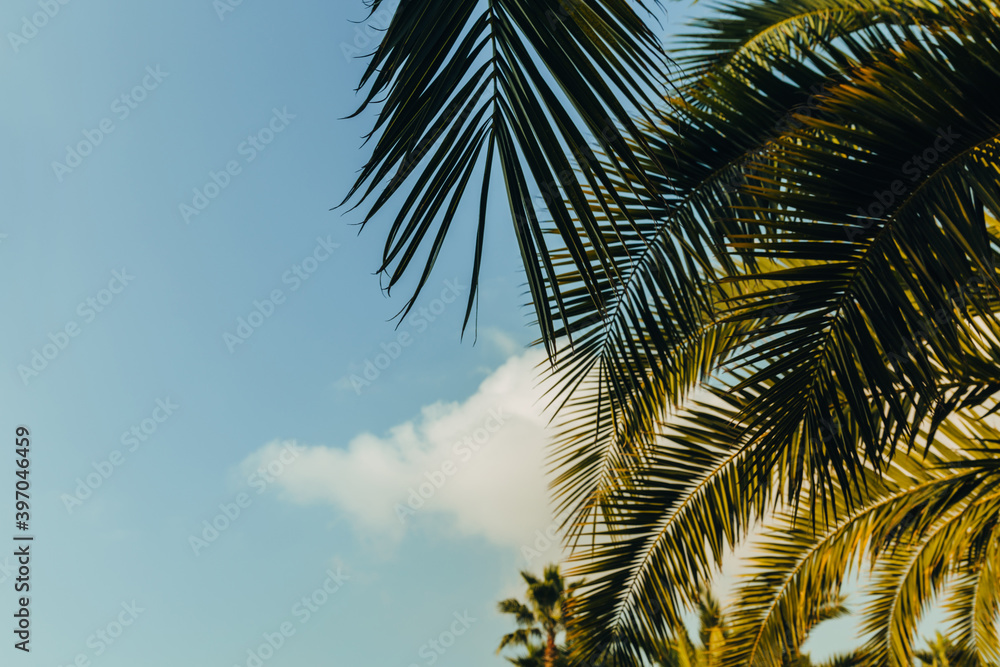 Tropical palm leaves with sunbeams, floral drawing background, real photo
