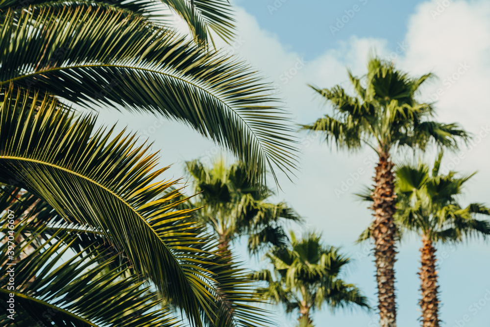 Tropical jungle, palm leaves on a sunny day, sky. Tropical jungle, palm leaves on a sunny day, sky.
