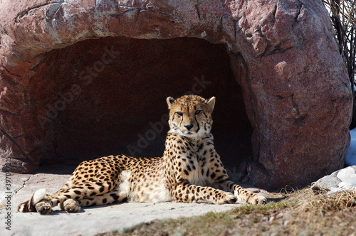 Fototapeta Naklejka Na Ścianę i Meble -  Alert Cheetah reclining in front of a den in winter
