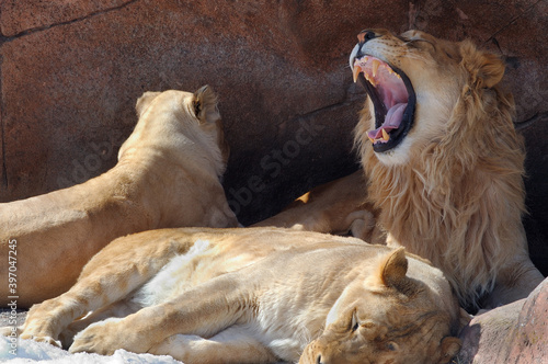 Photography Roaring male lion in den with two females