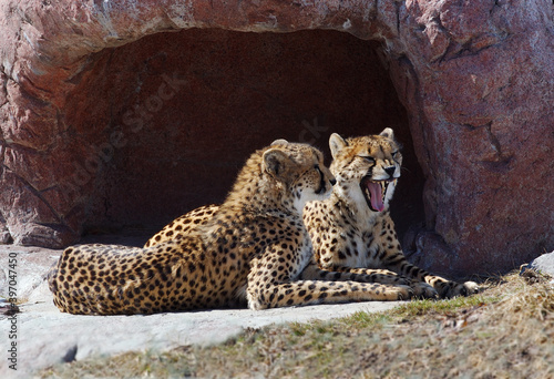 Fototapeta Naklejka Na Ścianę i Meble -  Two cheetas lying at the den one yawning