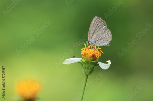 Close-up image of a single Bumble butterfly collecting pollen from a garden white flower © Thongtawat