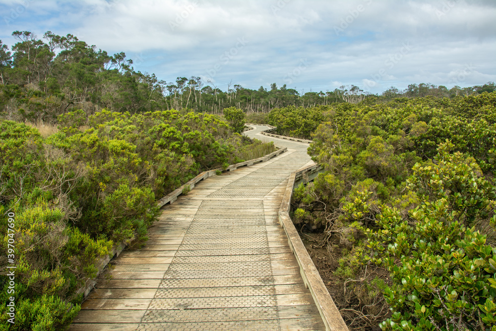 The boardwalk through the mangroves at the Rhyll Inlet wetlands on Phillip Island, Victoria, Australia