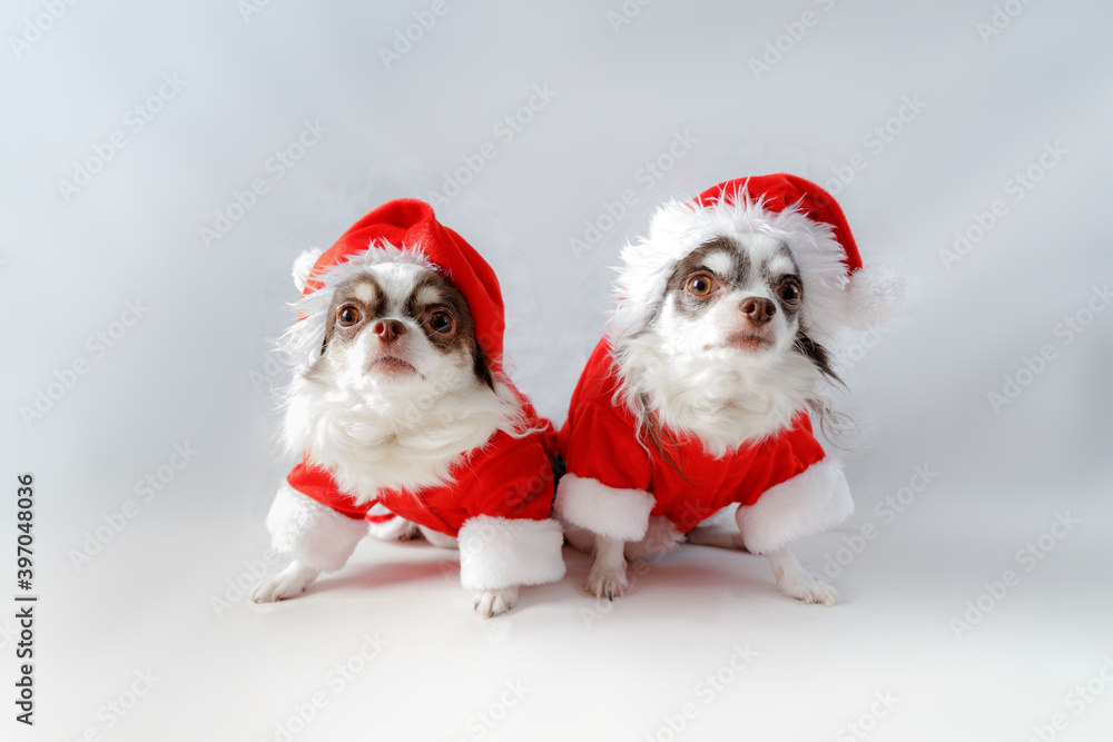 Two chihuahua dogs wearing a red christmas santa costume looks at camera. Two chihuahua dogs wearing a red christmas santa costume looks at camera.