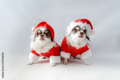 Two chihuahua dogs wearing a red christmas santa costume looks at camera. © Oranuch