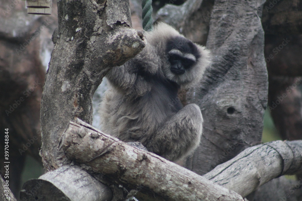 Obraz premium white faced spider monkey