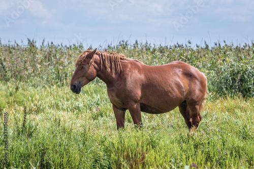 Horse on a grazing land over River Narew in the area of Narew National Park in Poland