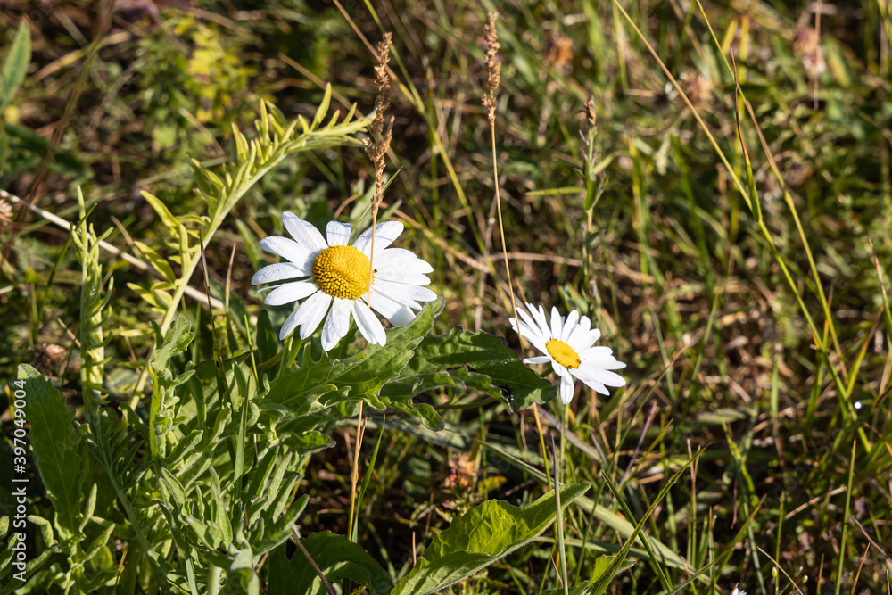 Two white chamomiles of wildflowers are in a summer garden Two white chamomiles of wildflowers are in a summer garden