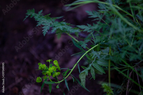 Photography Euphorbia esula, commonly known as green spurge or leafy spurge, is a species of spurge native to central and southern Europe, and eastward through most of Asia north of the Himalaya to Korea