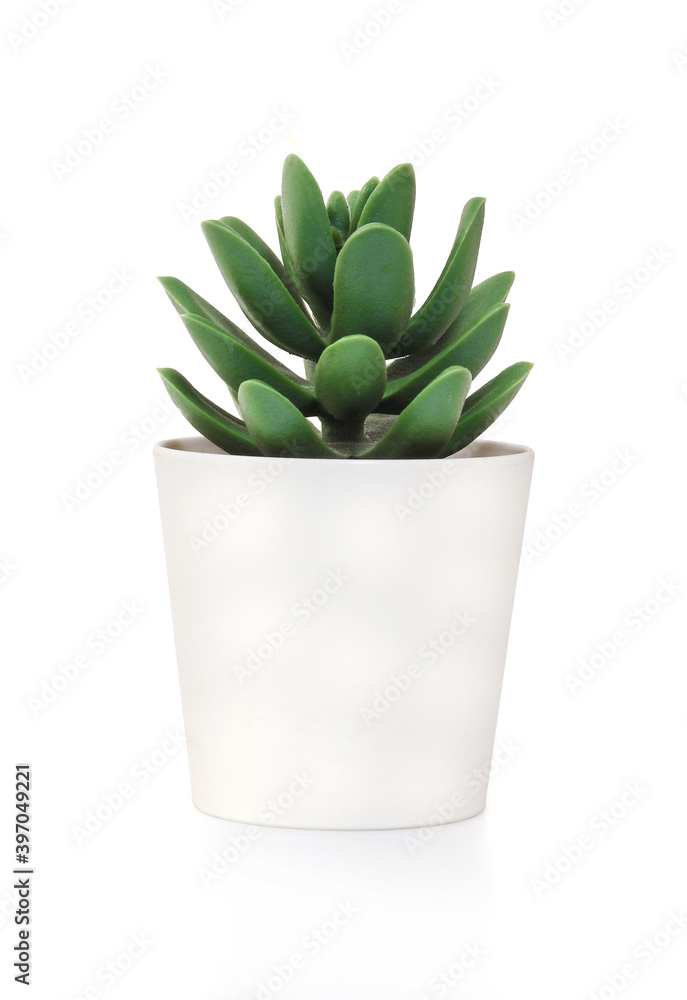 succulents plant in pot on white background succulents plant in pot on white background