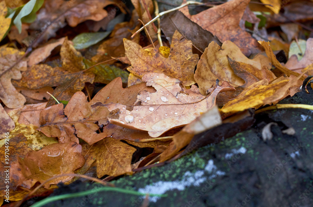 Photo of brown maple leaves autumn background Photo of brown maple leaves autumn background