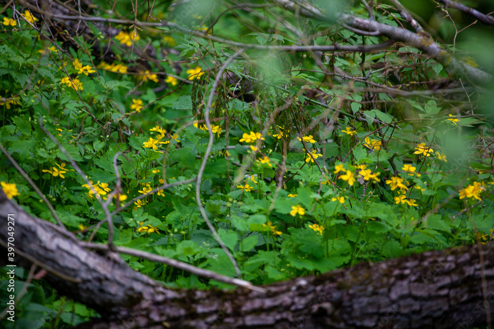 Thickets of celandine between the trunks of fallen trees.
