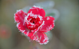 Eine kleine Rosenblüte mit Eiskristallen nach einer frostigen Winternacht