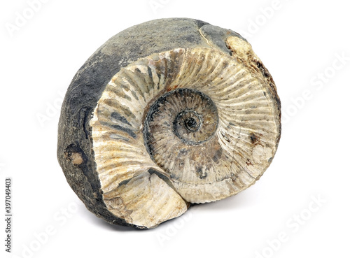 Ammonite fossil isolated on a white background. Fossil spiral snail. Ancient mollusc