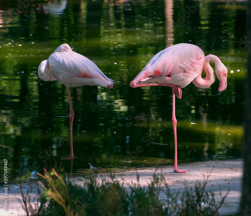 Pink flamingo stands in the pond