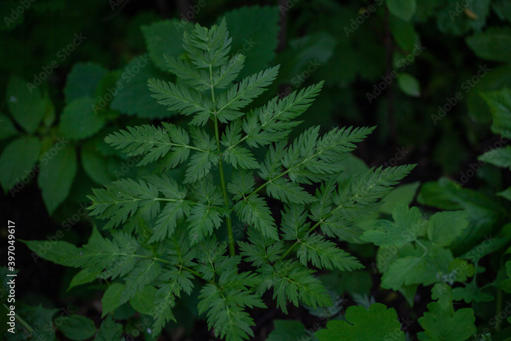 Osmorhiza is a genus of perennial herbs, known generally as sweet cicely, sweetcicely, or sweetroot. Some species are used for medicinal purposes, but have dangerous lookalikes. Osmorhiza is a genus of perennial herbs, known generally as sweet cicely, sweetcicely, or sweetroot. Some species are used for medicinal purposes, but have dangerous lookalikes.