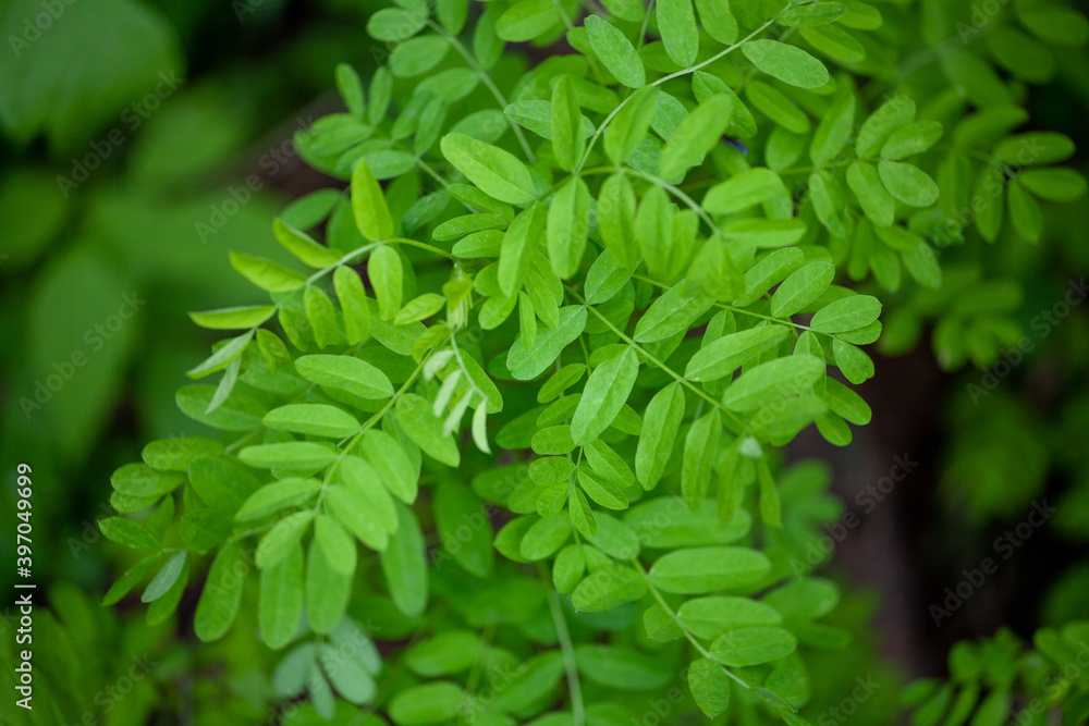 Fototapeta premium green fern leaves