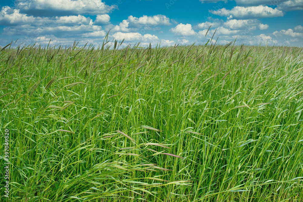 Fototapeta premium Hohes Gras auf einer Sommerwiese
