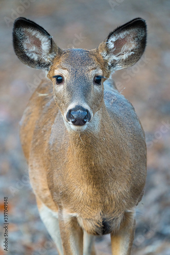 Valokuva female deer gets a close up in the woods