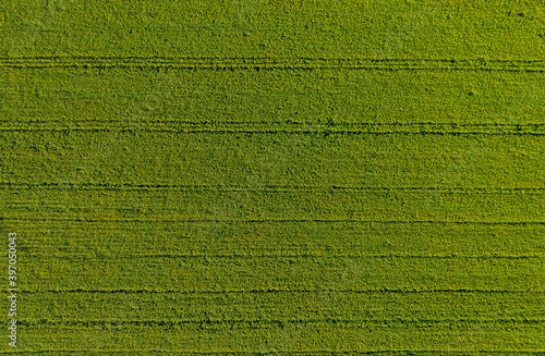 Aerial view from drone of crotalaria juncea fields, nature landscape. photo